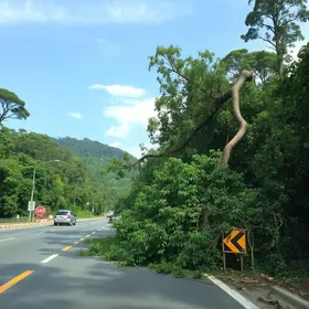 queda de árvore e poste