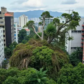 quedas de árvores Rio-Santos